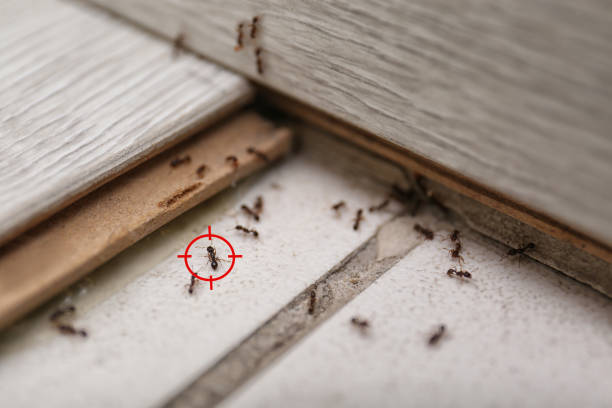 Best Wasp Removal Services  in Dasher, GA