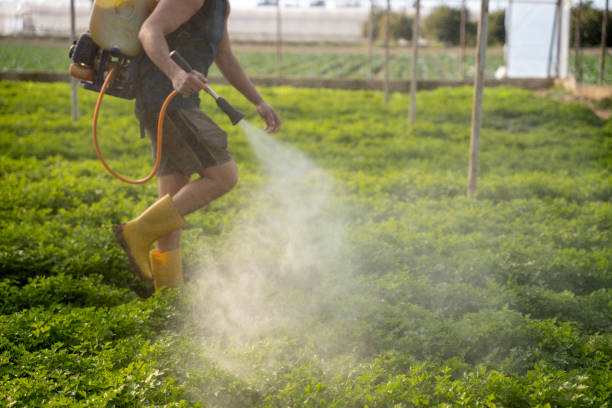 Best Wasp Removal Services  in Dasher, GA