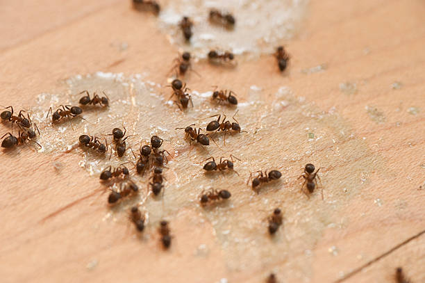 Best Termite Control Services  in Dasher, GA