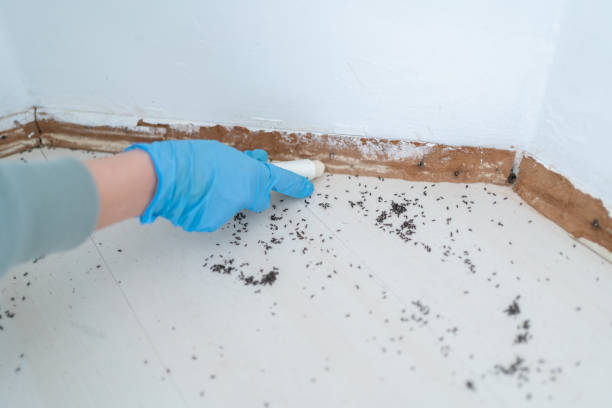 Best Bed Bug Extermination  in Dasher, GA